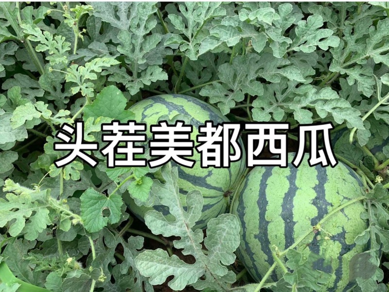 精品美都西瓜开园啦欢迎前来采购