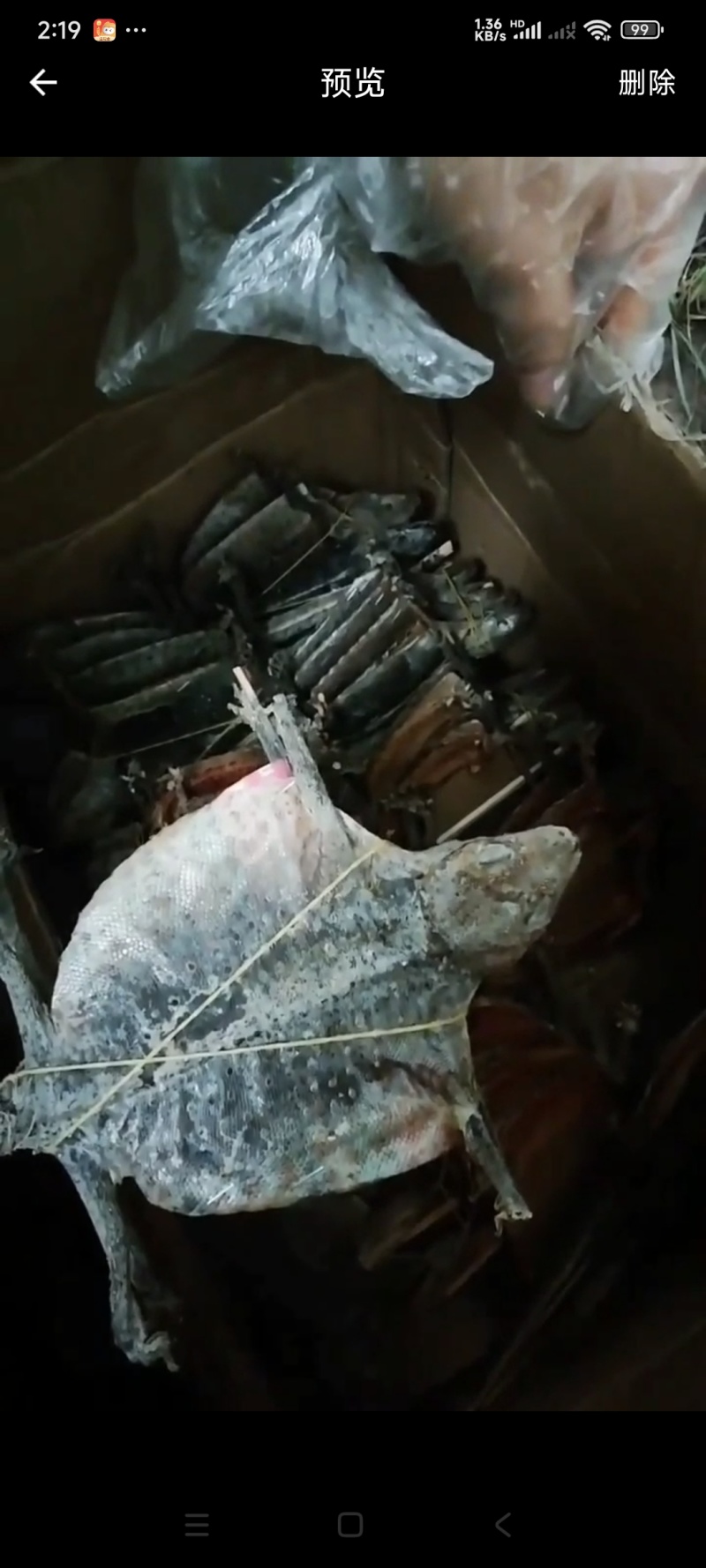 壁虎大壁虎全干开膛撑开货需要排单就可以