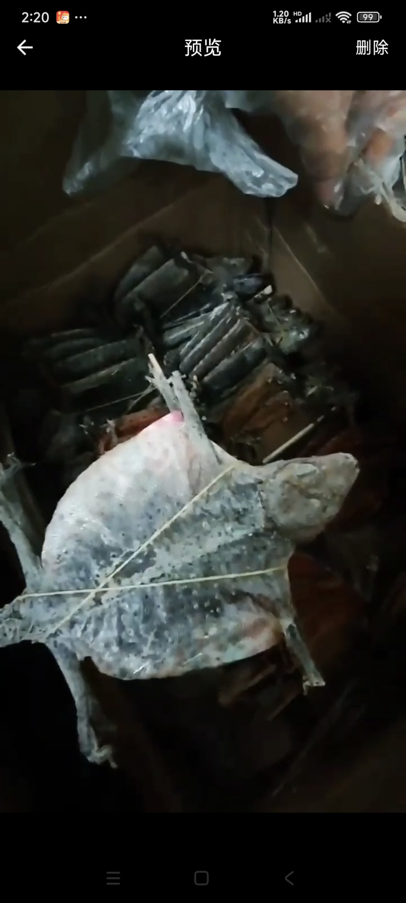 壁虎大壁虎全干开膛撑开货需要排单就可以