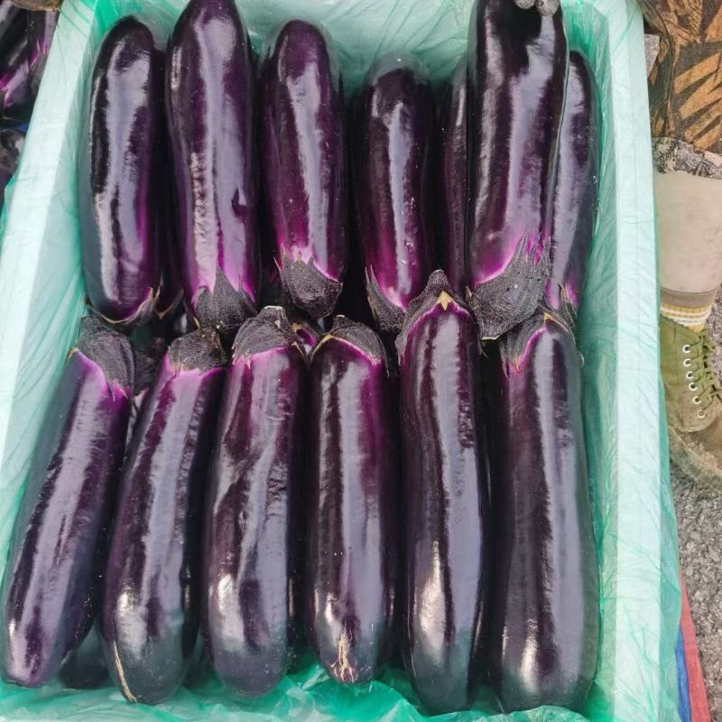 精品茄子长茄墨茄烧烤茄基地直供量大从优欢迎联