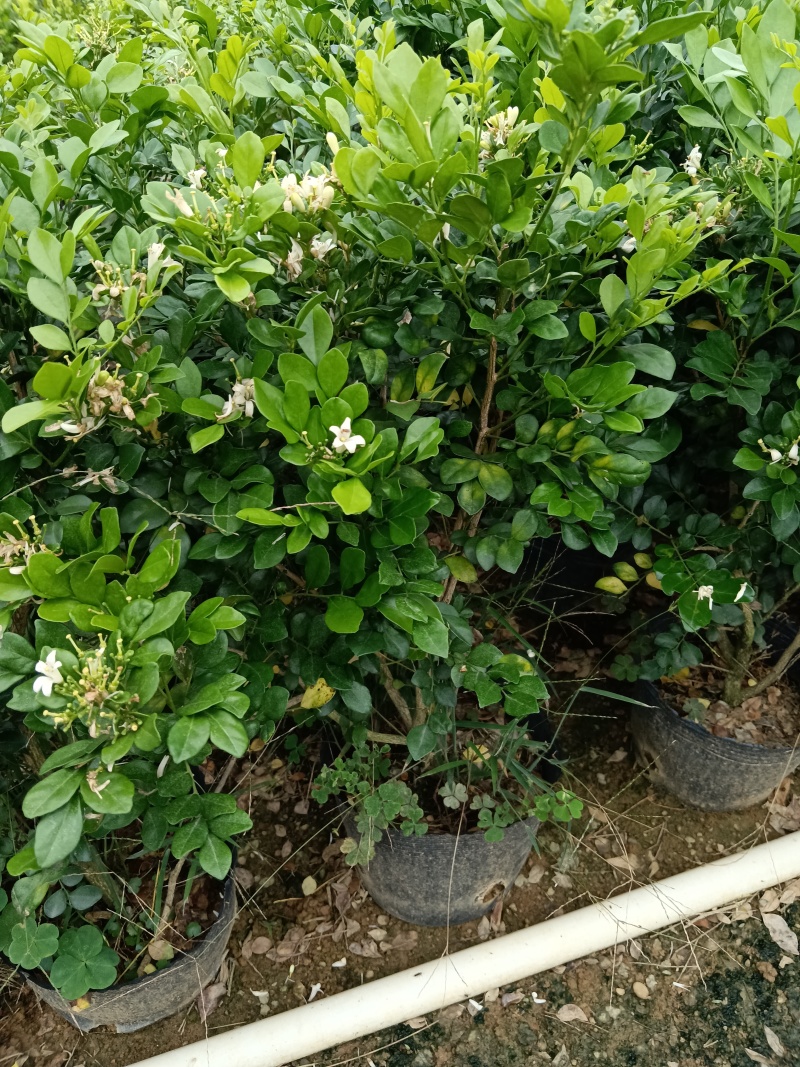 九里香黑杯苗.
