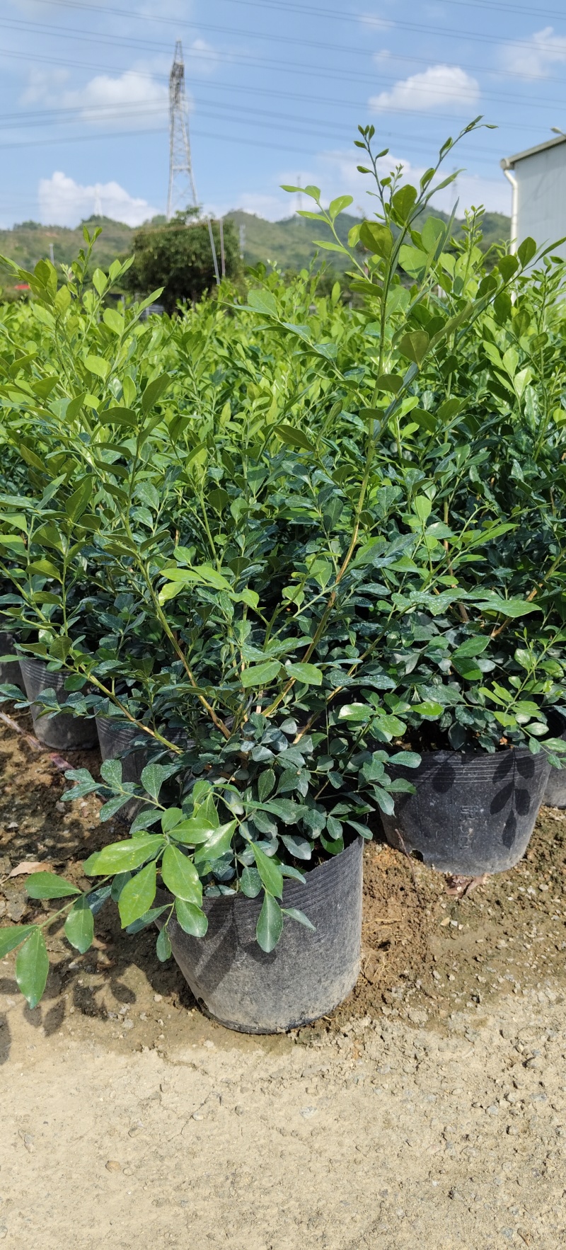 九里香黑杯苗.