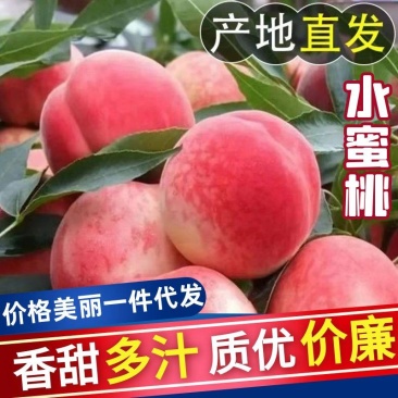 【精选】精品水蜜桃现摘现发品质保证口感脆甜多汁对接