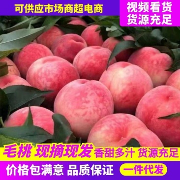 【现摘现发】精品水蜜桃甜度高水分足对接商超电商