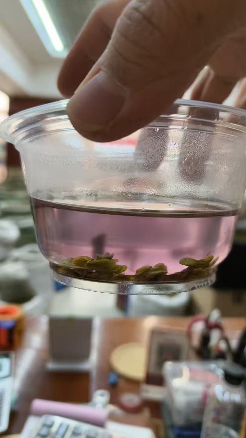 铁皮石斛片（泡水发紫）