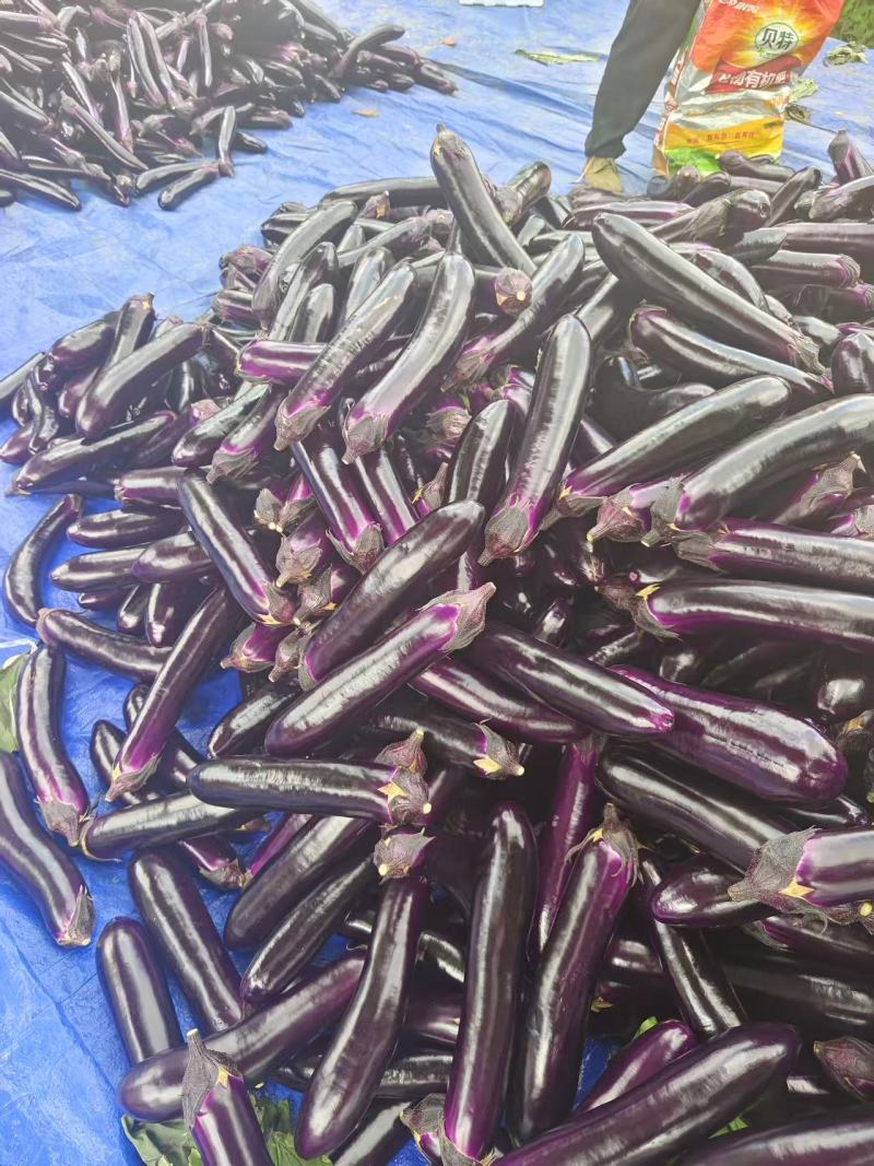 贵州茄子烧烤茄长茄墨茄基地一手货源货源充足联系