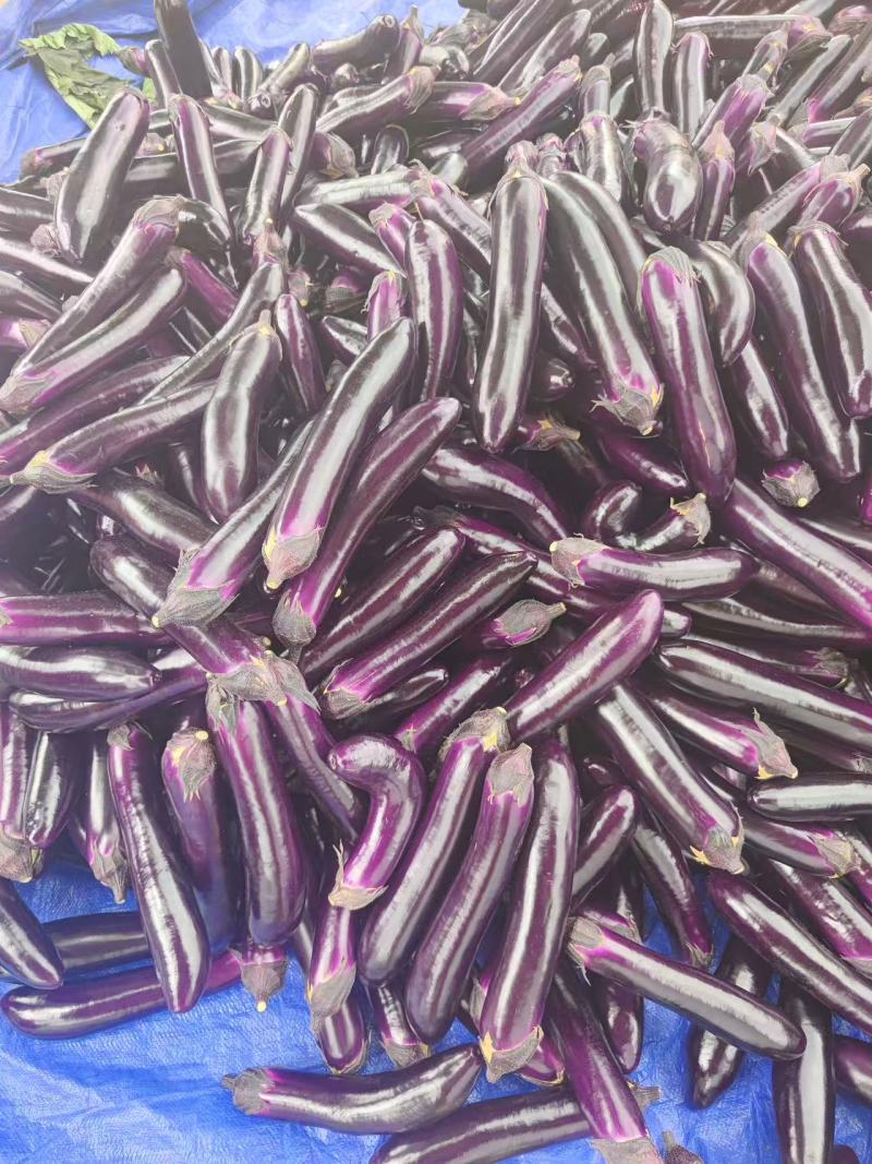 贵州茄子烧烤茄长茄墨茄基地一手货源货源充足联系