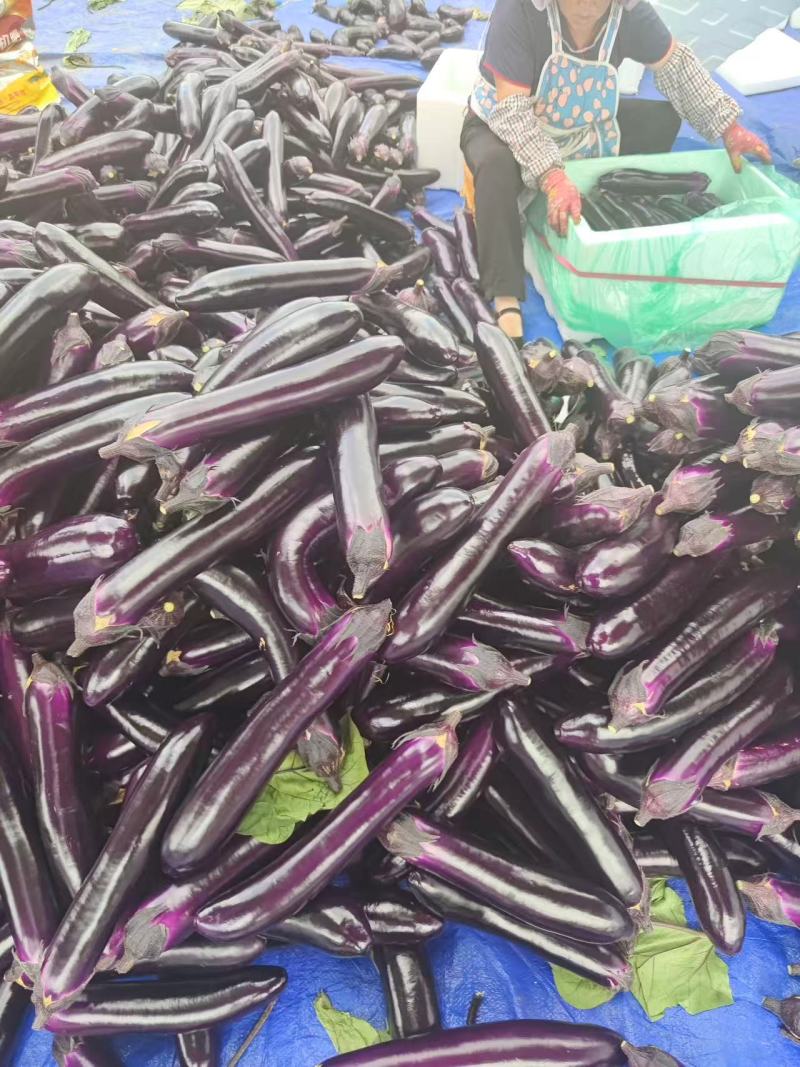 贵州茄子烧烤茄长茄墨茄基地一手货源货源充足联系
