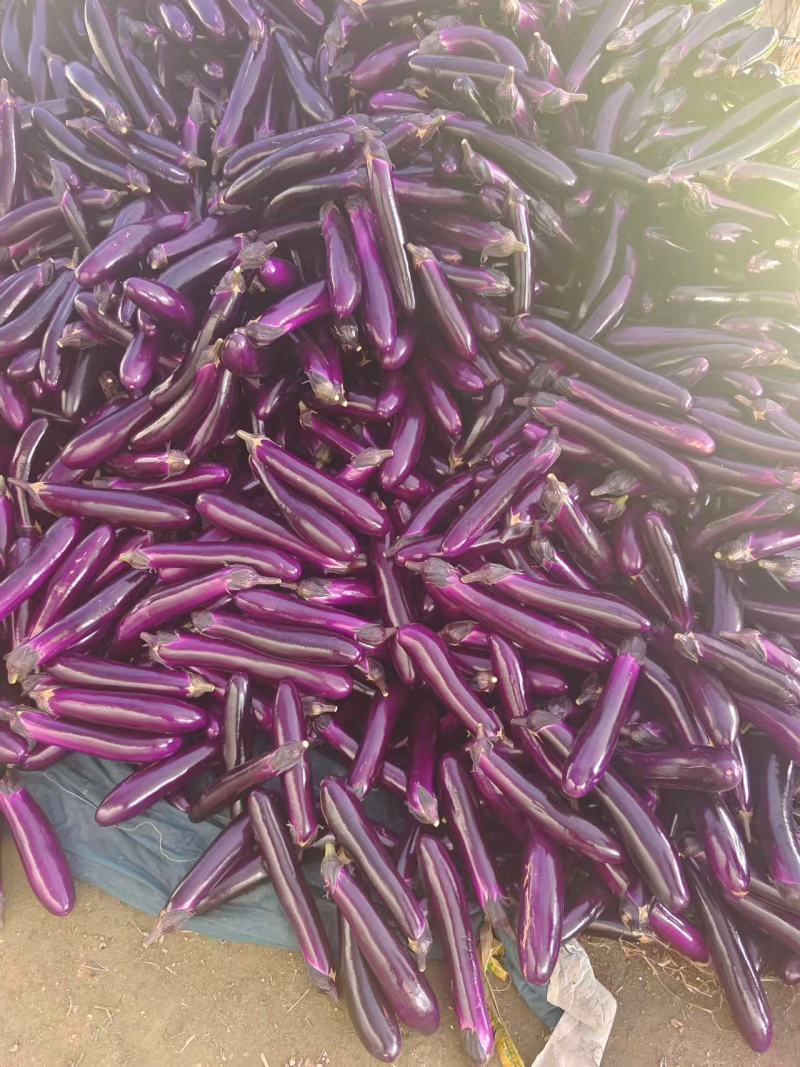 贵州茄子烧烤茄长茄墨茄基地一手货源货源充足联系