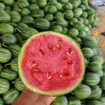 小糖丸西瓜