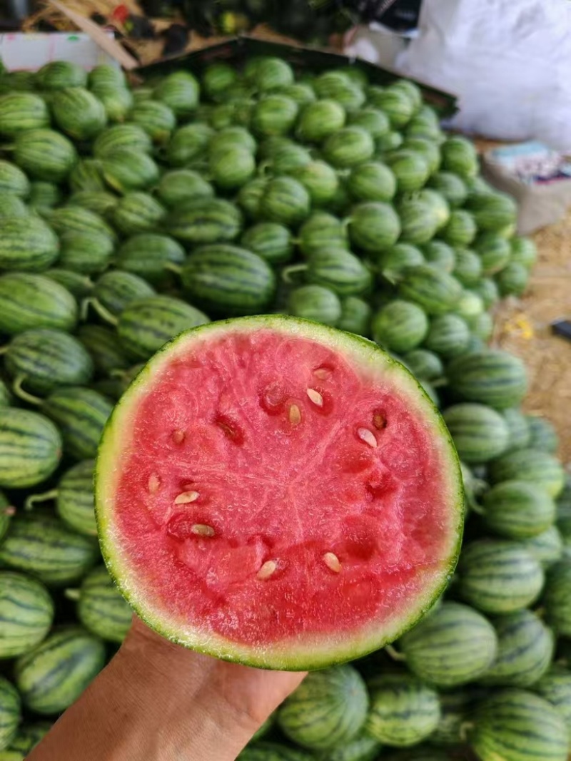 小糖丸西瓜