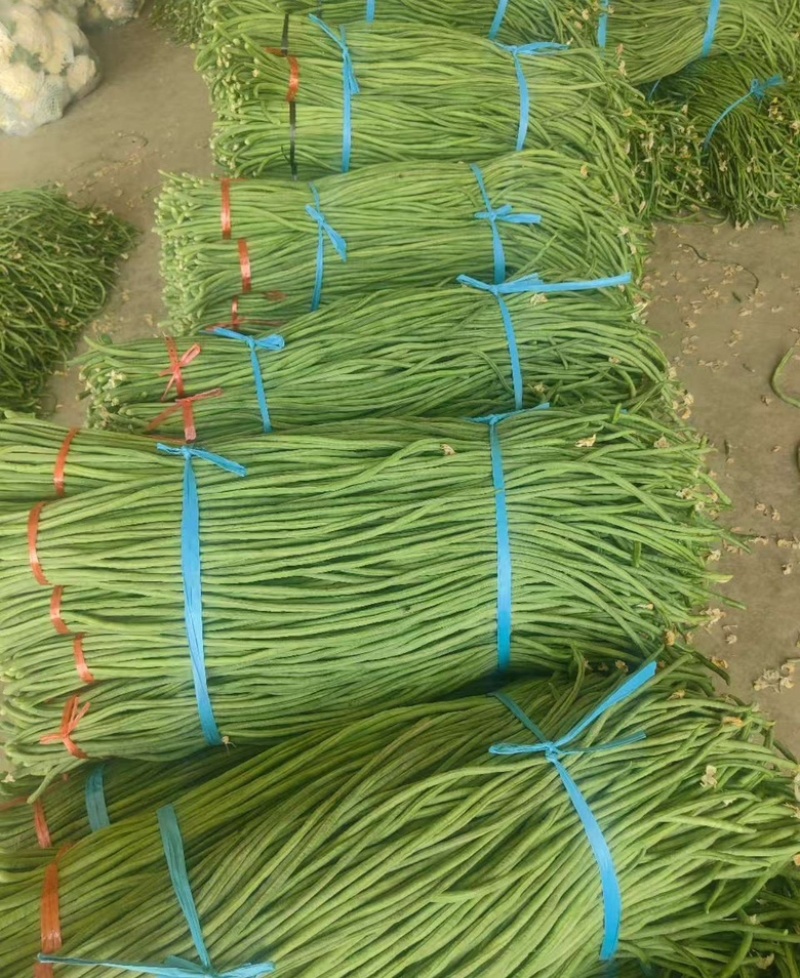 山东精品青条豆角大量上市，欢迎各大电商以及商超来咨询