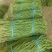 山东精品青条豆角大量上市，欢迎各大电商以及商超来咨询