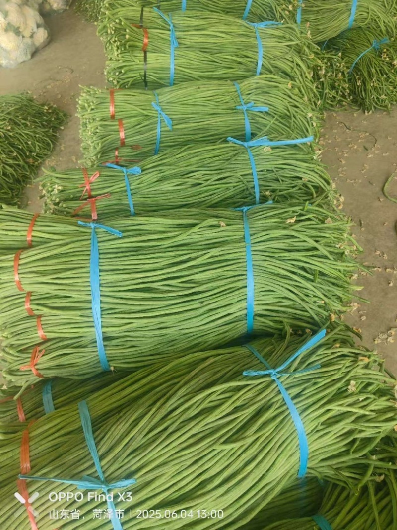 山东精品青条豆角大量上市，欢迎各大电商以及商超来咨询
