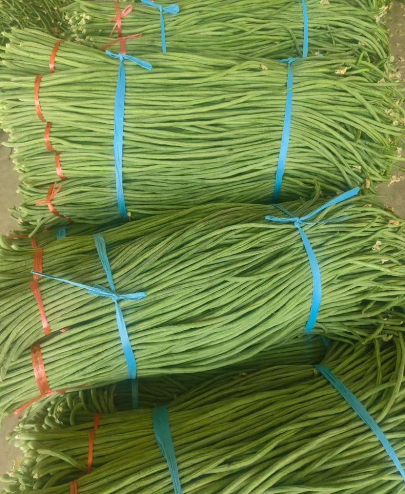 山东精品青条豆角大量上市，欢迎各大电商以及商超来咨询