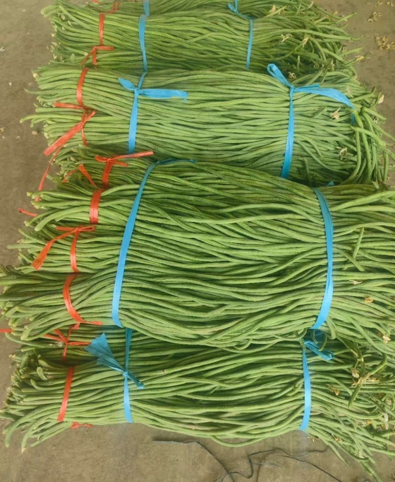 山东精品青条豆角大量上市，欢迎各大电商以及商超来咨询