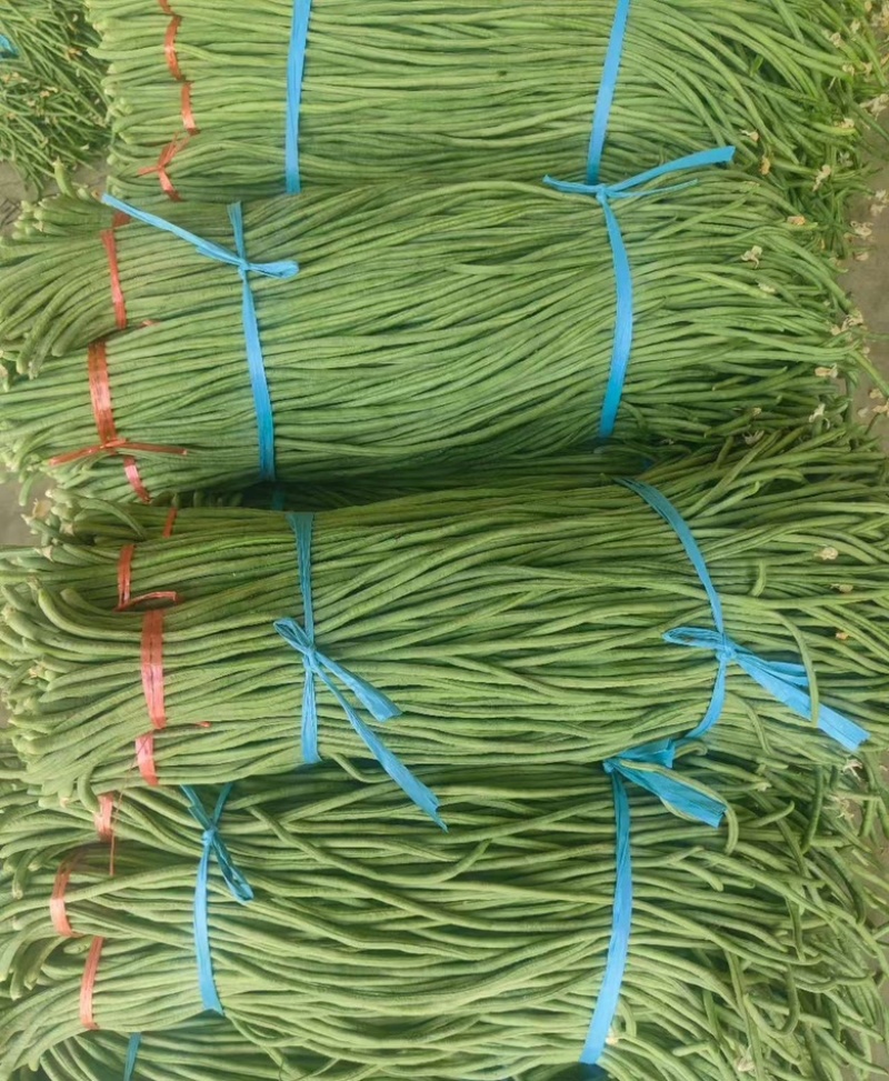 山东精品青条豆角大量上市，欢迎各大电商以及商超来咨询