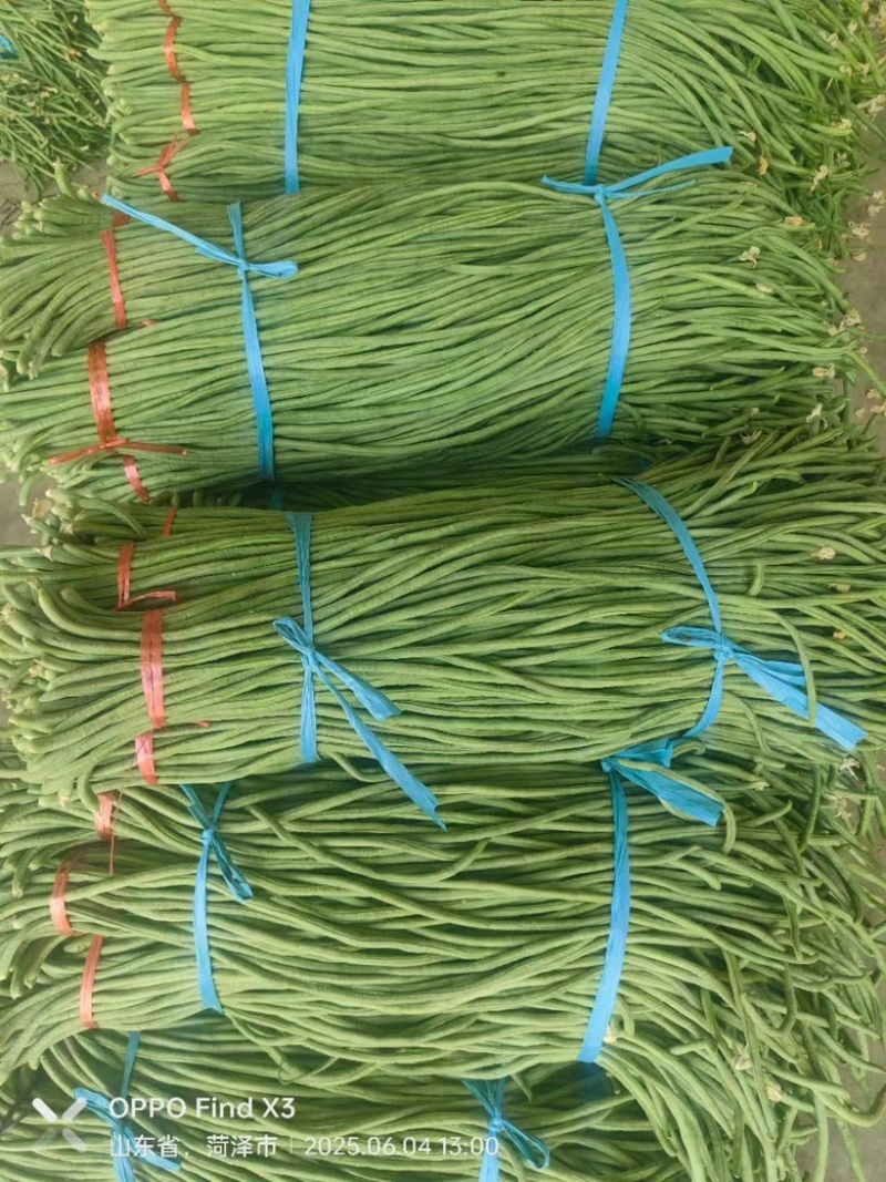 山东精品青条豆角大量上市，欢迎各大电商以及商超来咨询