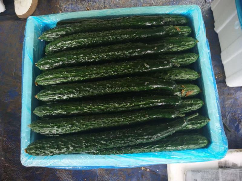 贵州黄瓜密刺黄瓜货源充足量大从优价格实惠欢迎联系