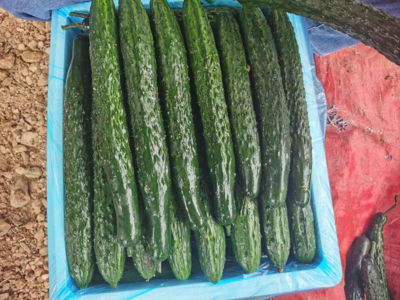 贵州黄瓜密刺黄瓜货源充足量大从优价格实惠欢迎联系