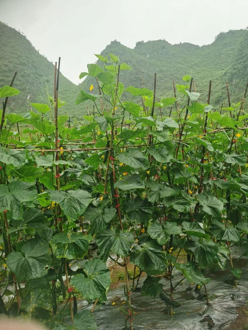 贵州黄瓜密刺黄瓜货源充足量大从优价格实惠欢迎联系