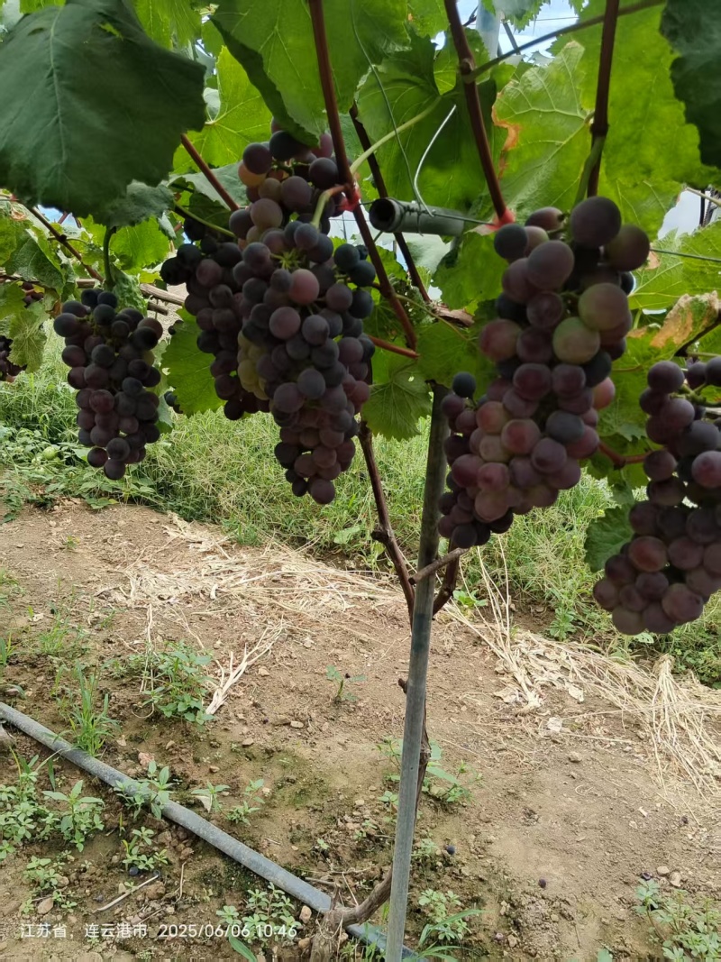精品巨峰葡萄甬优一号货源充足量大从优质量保证欢迎咨询
