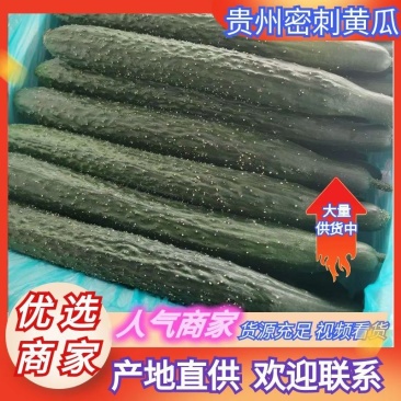 贵州黄瓜密刺黄瓜货源充足量大从优价格实惠欢迎联系