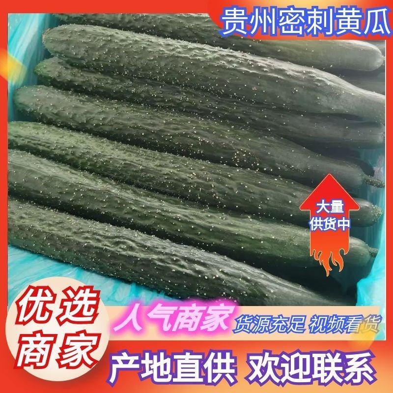 贵州黄瓜密刺黄瓜货源充足量大从优价格实惠欢迎联系