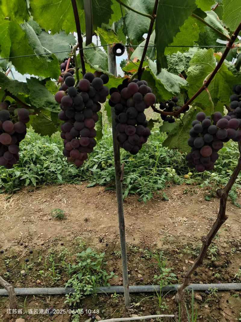 精品巨峰葡萄甬优一号货源充足量大从优质量保证欢迎咨询