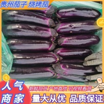 贵州茄子烧烤茄长茄墨茄基地一手货源货源充足联系
