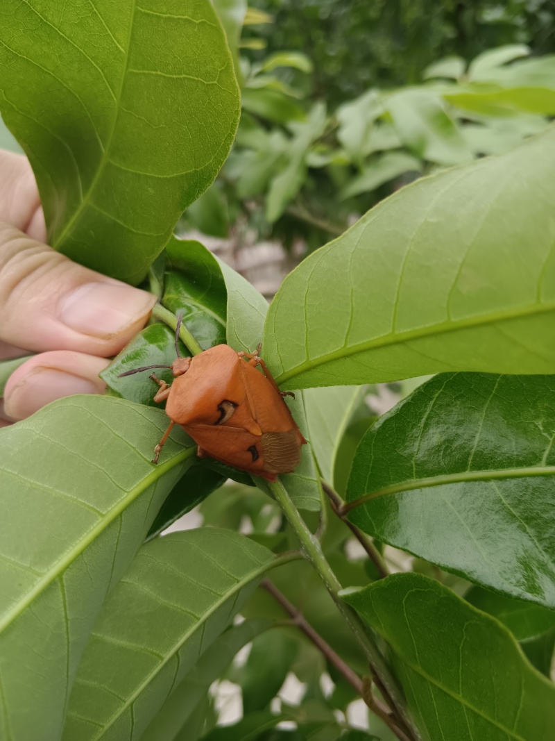 九香虫