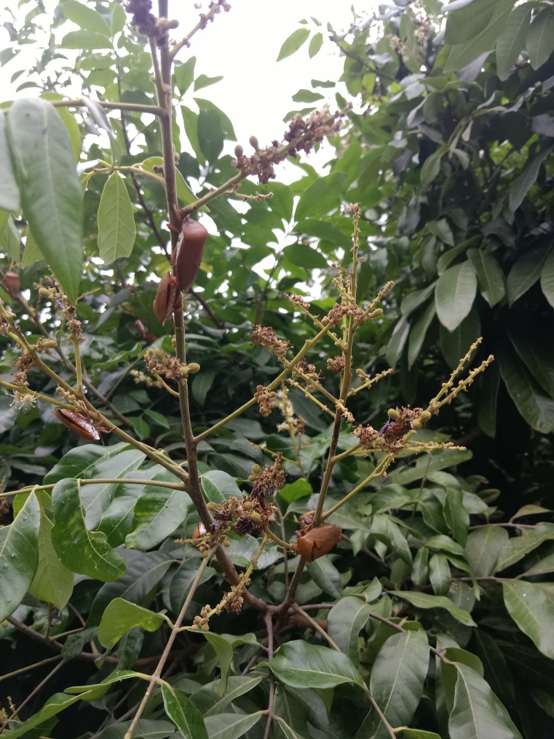 九香虫