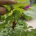 九香虫