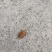九香虫