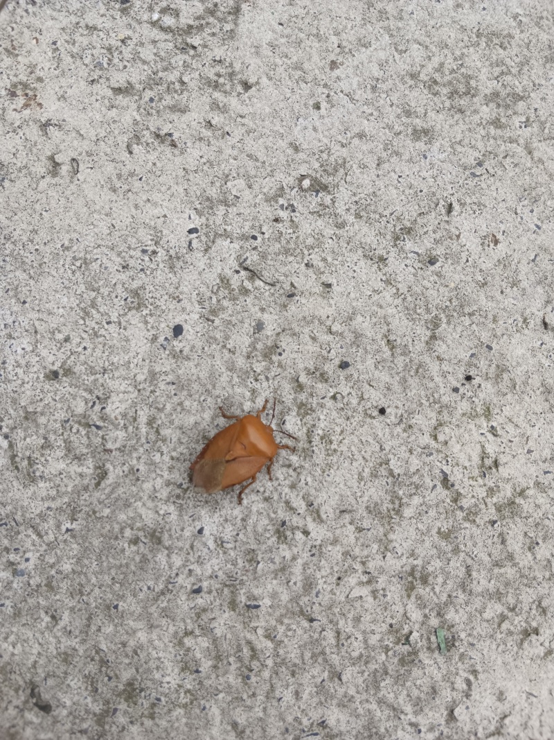 九香虫
