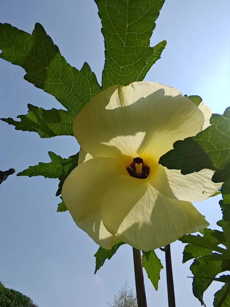 金花葵鲜花