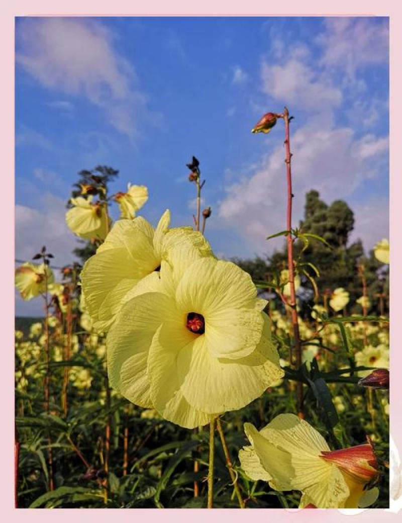 金花葵鲜花