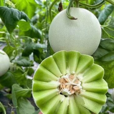 玉菇，甜瓜，产地直供货源充足对接超市，各大电商，代收代发