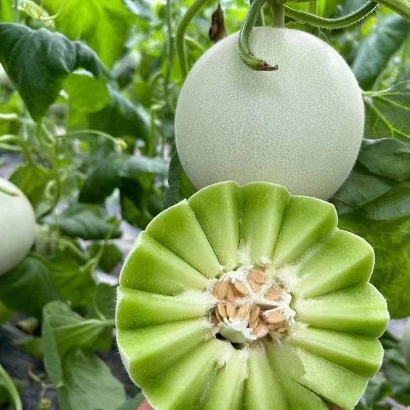 玉菇，甜瓜，产地直供货源充足对接超市，各大电商，代收代发
