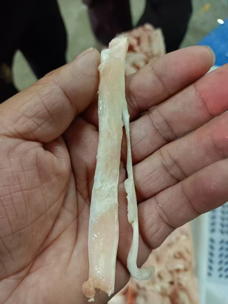 肥猪蹄筋，单根长度7公分左右，纯干新货，低价处理，