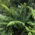 大羽鳞毛蕨蕨类植物做绿植盆景花卉大量供应一手货源整车走