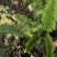 大羽鳞毛蕨蕨类植物做绿植盆景花卉大量供应一手货源整车走