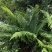 大羽鳞毛蕨蕨类植物做绿植盆景花卉大量供应一手货源整车走