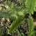 大羽鳞毛蕨蕨类植物做绿植盆景花卉大量供应一手货源整车走
