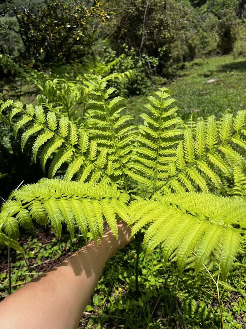 佛掌蕨蕨类植物做绿植盆景花卉大量供应一手货源整车走货