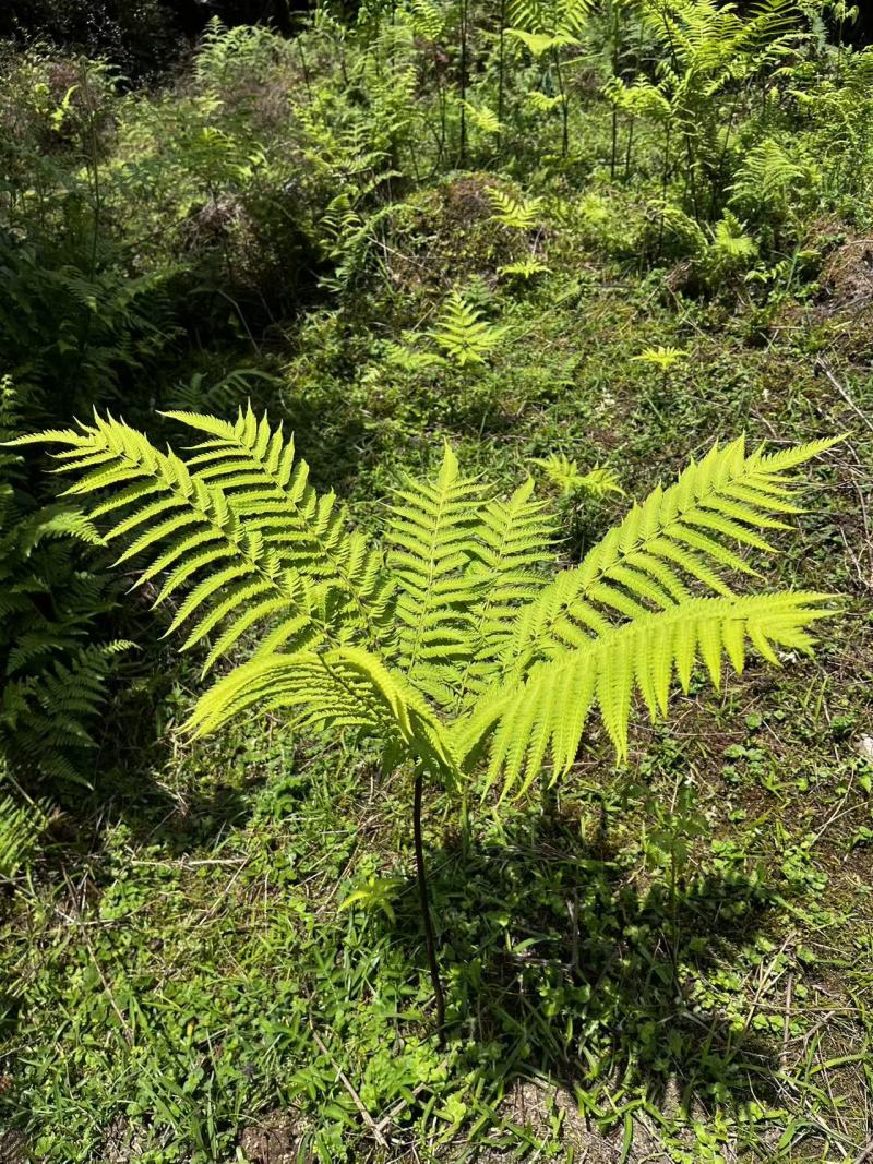 佛掌蕨蕨类植物做绿植盆景花卉大量供应一手货源整车走货