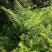 佛掌蕨蕨类植物做绿植盆景花卉大量供应一手货源整车走货