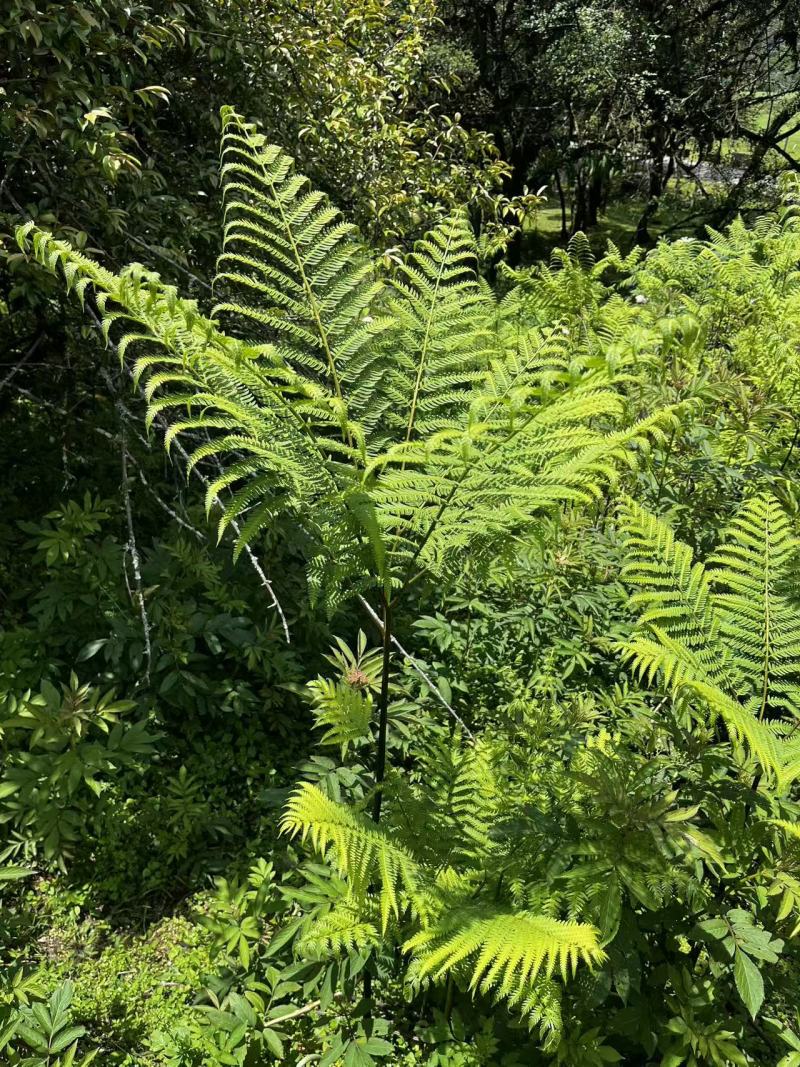 佛掌蕨蕨类植物做绿植盆景花卉大量供应一手货源整车走货