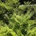 佛掌蕨蕨类植物做绿植盆景花卉大量供应一手货源整车走货