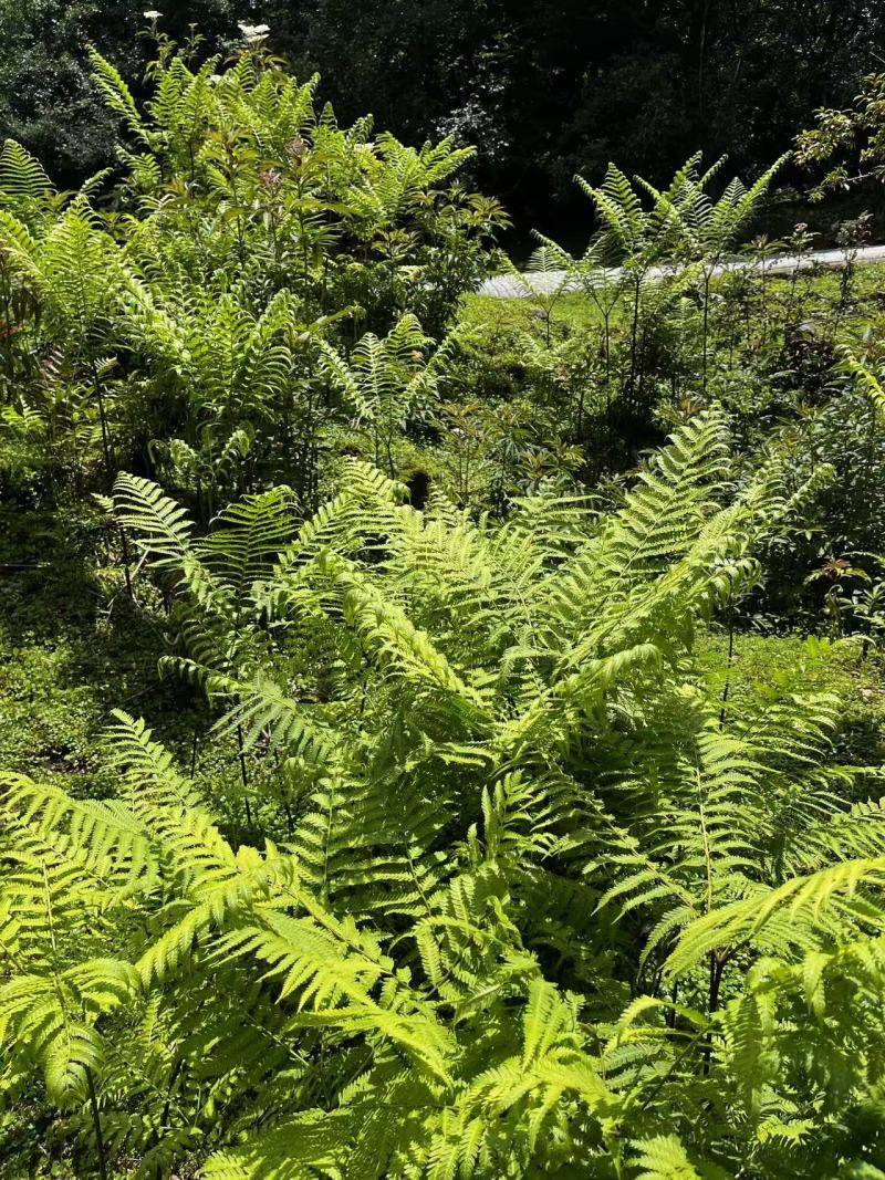 佛掌蕨蕨类植物做绿植盆景花卉大量供应一手货源整车走货